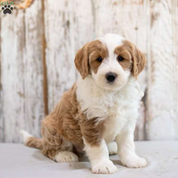 Felicity, Mini Bernedoodle Puppy